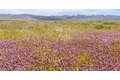 Additional image 3 of 13150 Clarksburg Rd, Santa Margarita, CA, 93453