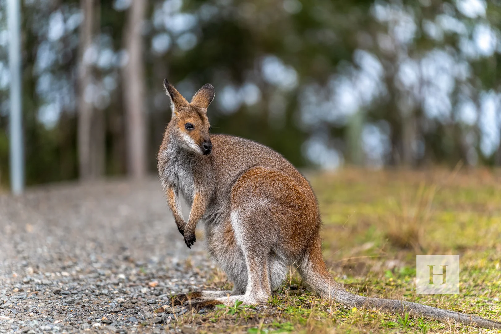 Additional image 18 of 170 Dooralong Ridge Drive, Dooralong NSW 2259