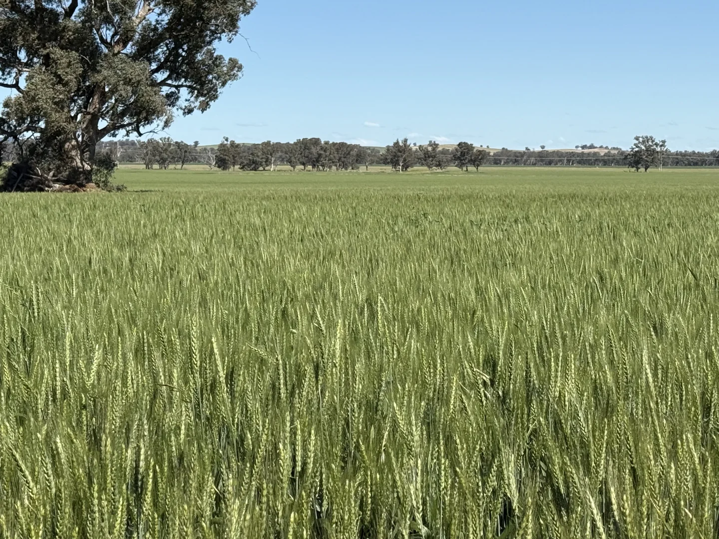 Additional image 15 of 861 Kadina Road, Parkes NSW 2870