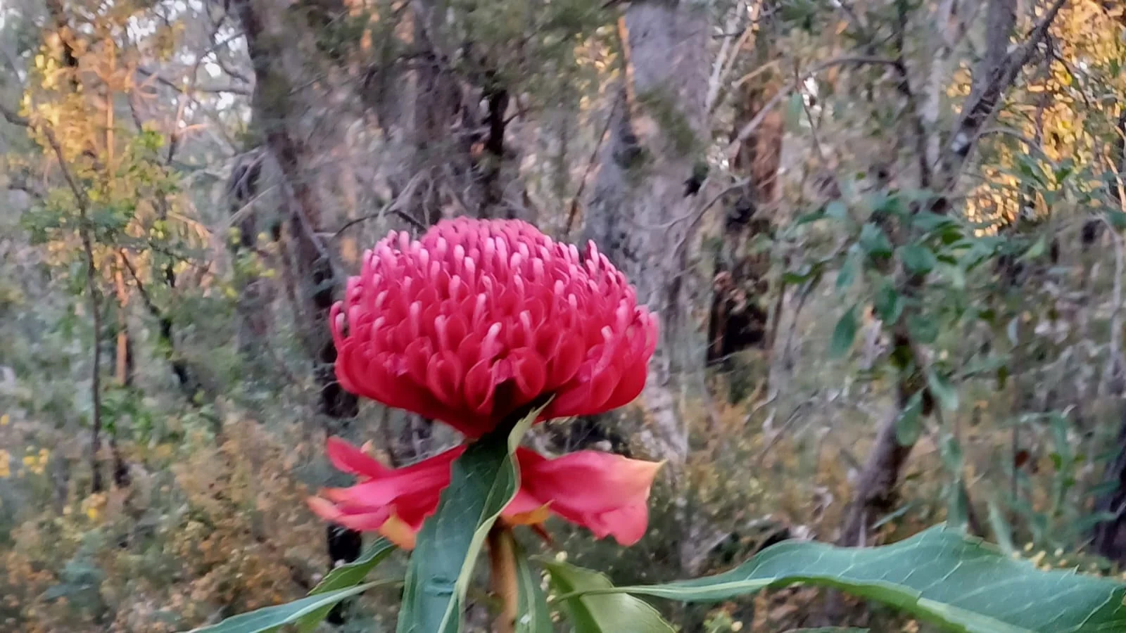 Additional image 13 of 167 Burralow Road, Kurrajong Heights NSW 2758