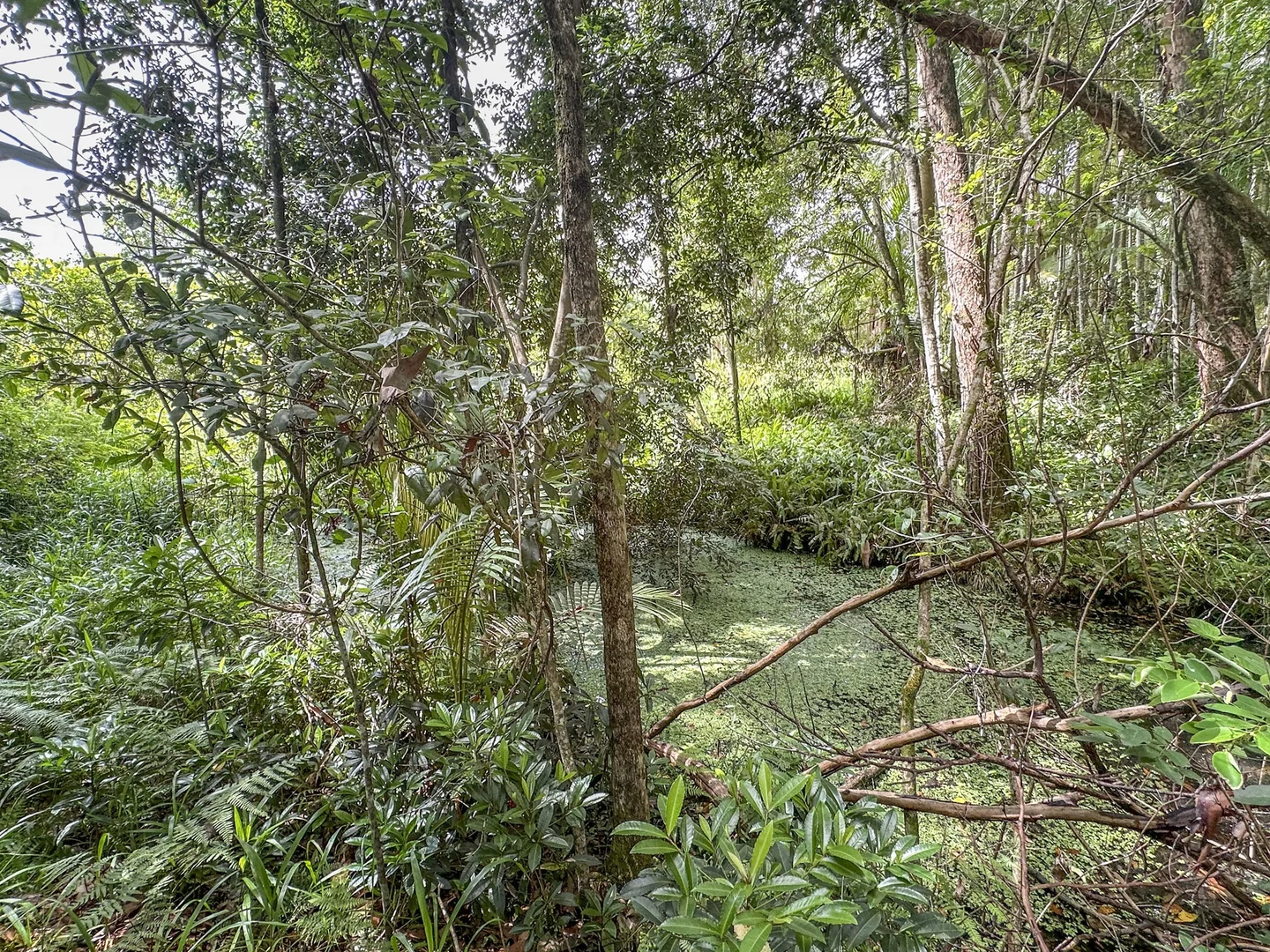 Additional image 9 of 92 Cash Road, Eumundi QLD 4562