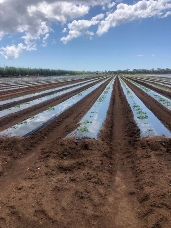 Additional image 12 of 190 Riverview Road, Calavos QLD 4670