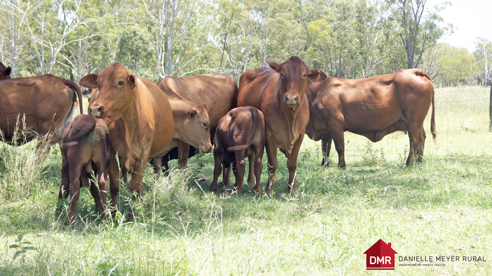 Additional image 39 of 8 Screening Plant Road, Cynthia QLD 4627