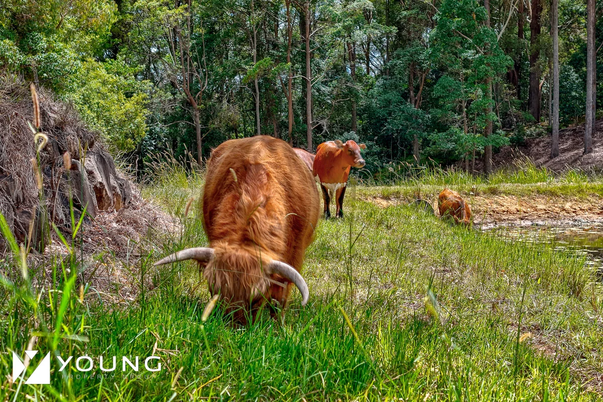 Additional image 32 of 22-40 Hamilton Road, West Woombye QLD 4559