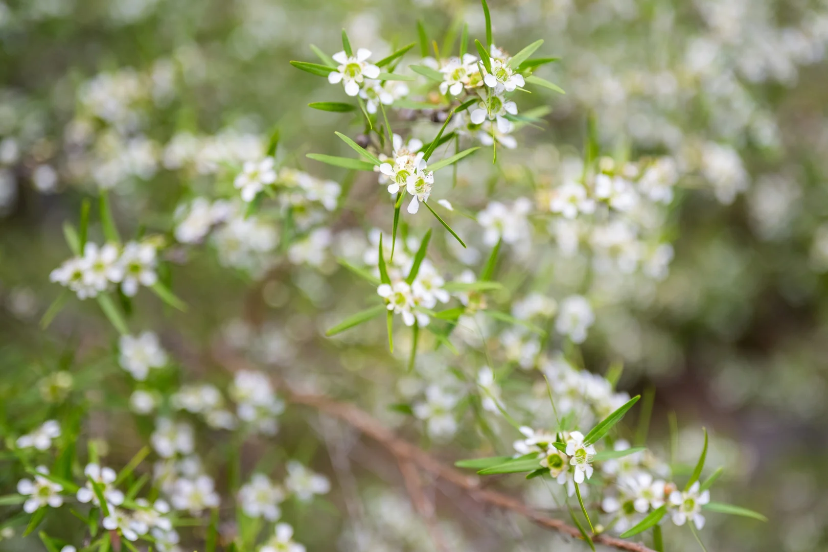 Additional image 3 of 12 Anthony Crescent, Killcare NSW 2257