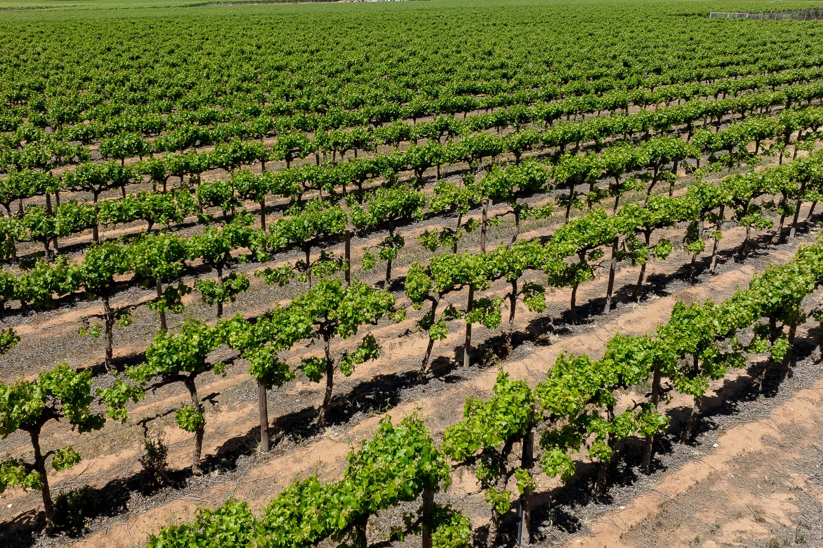 Additional image 2 of Allotment 30 & 31 Coates Road, Barmera SA 5345