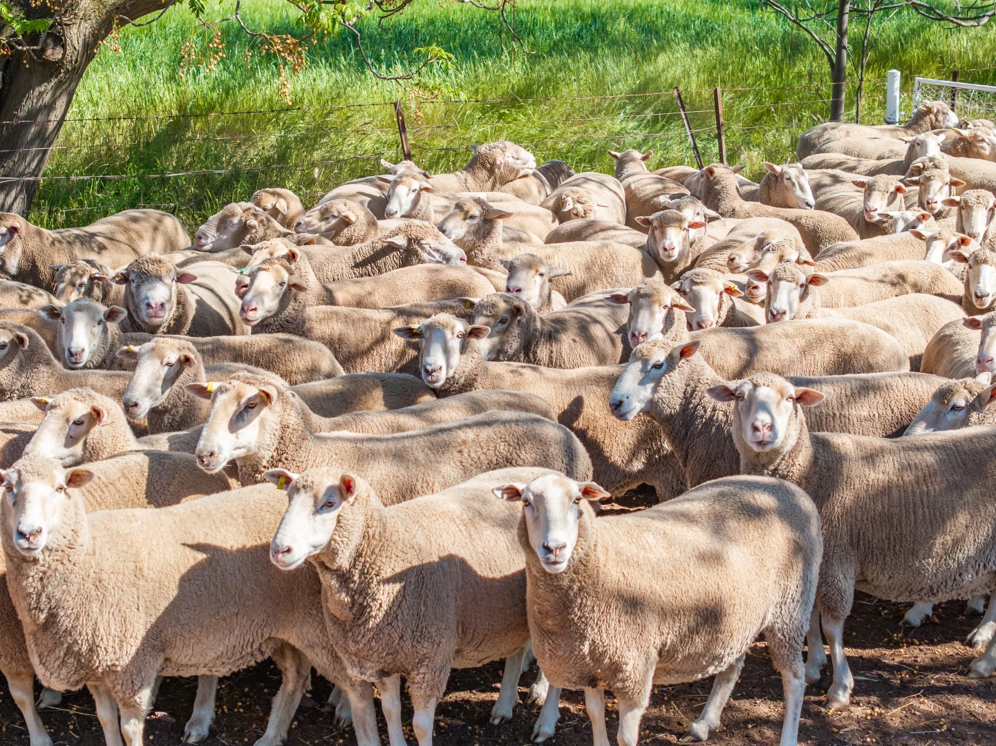 Additional image 25 of 92 Campbells Lane, Canowindra NSW 2804