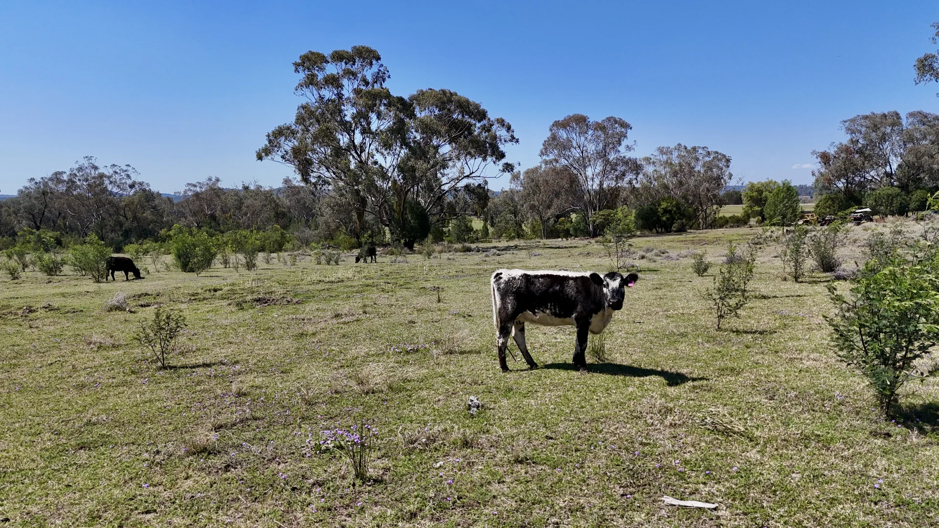 Additional image 12 of "Calamity"/1385 Mosquito Creek Road, Warialda NSW 2402