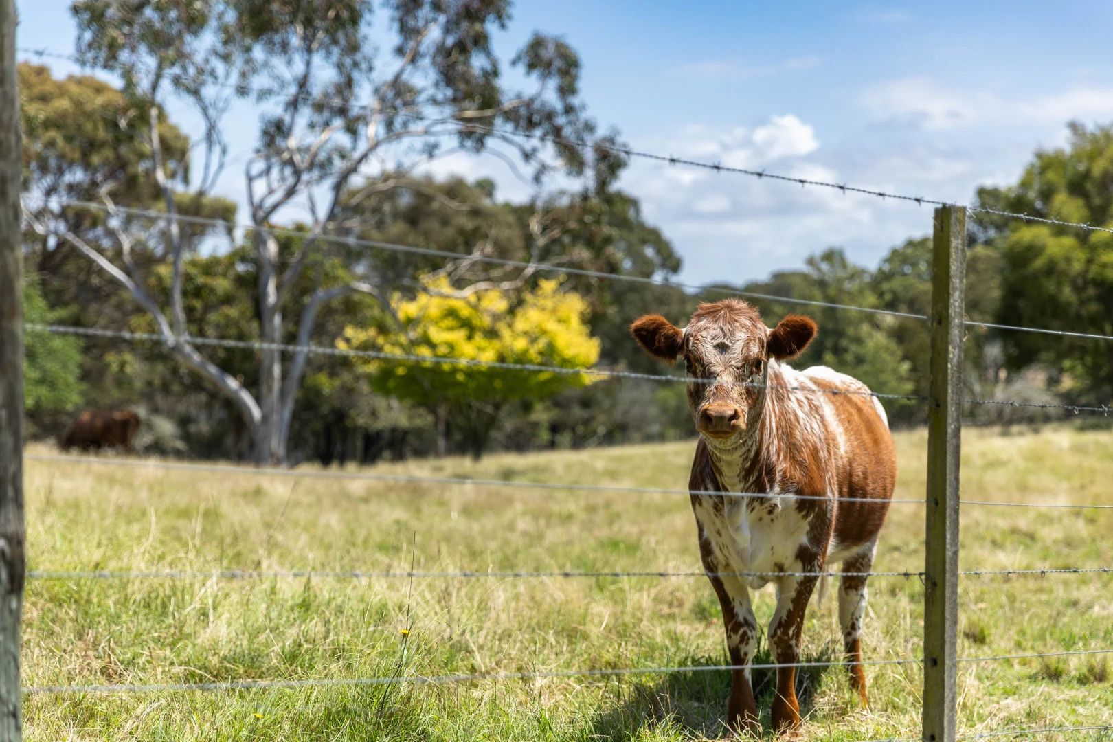 Additional image 33 of 305 Punt Rd, Metung VIC 3904