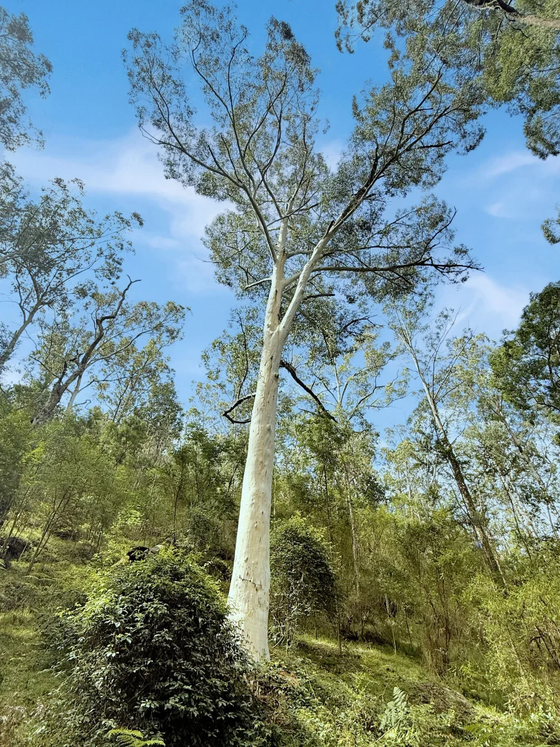 Additional image 18 of 946 Stockyard Creek Road, Paynes Crossing NSW 2325