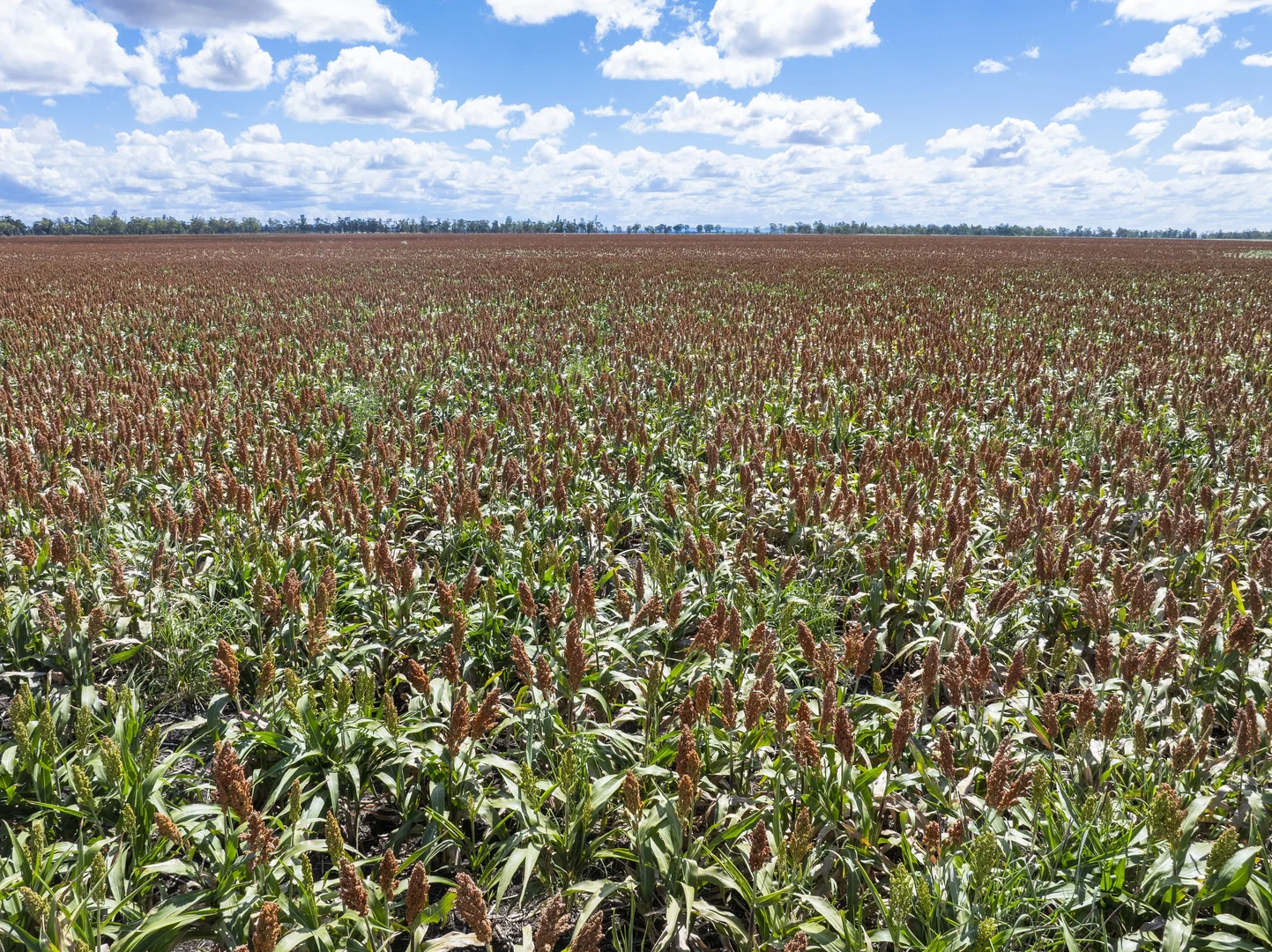 Additional image 8 of 1989 Millmerran Leyburn Road, Tummaville QLD 4352