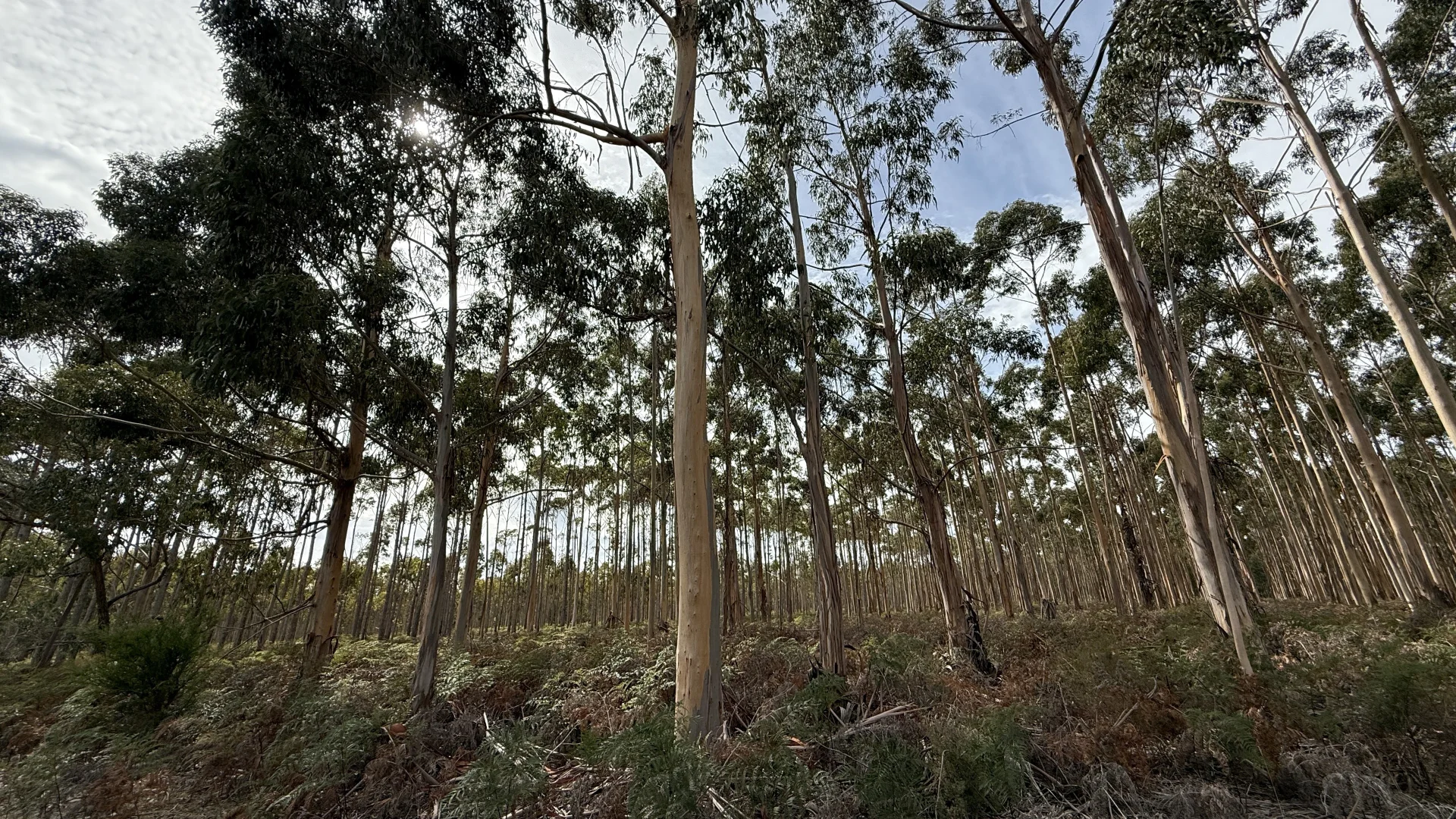 Additional image 11 of Lot 1 Jim Ryans Road, Edenhope VIC 3318