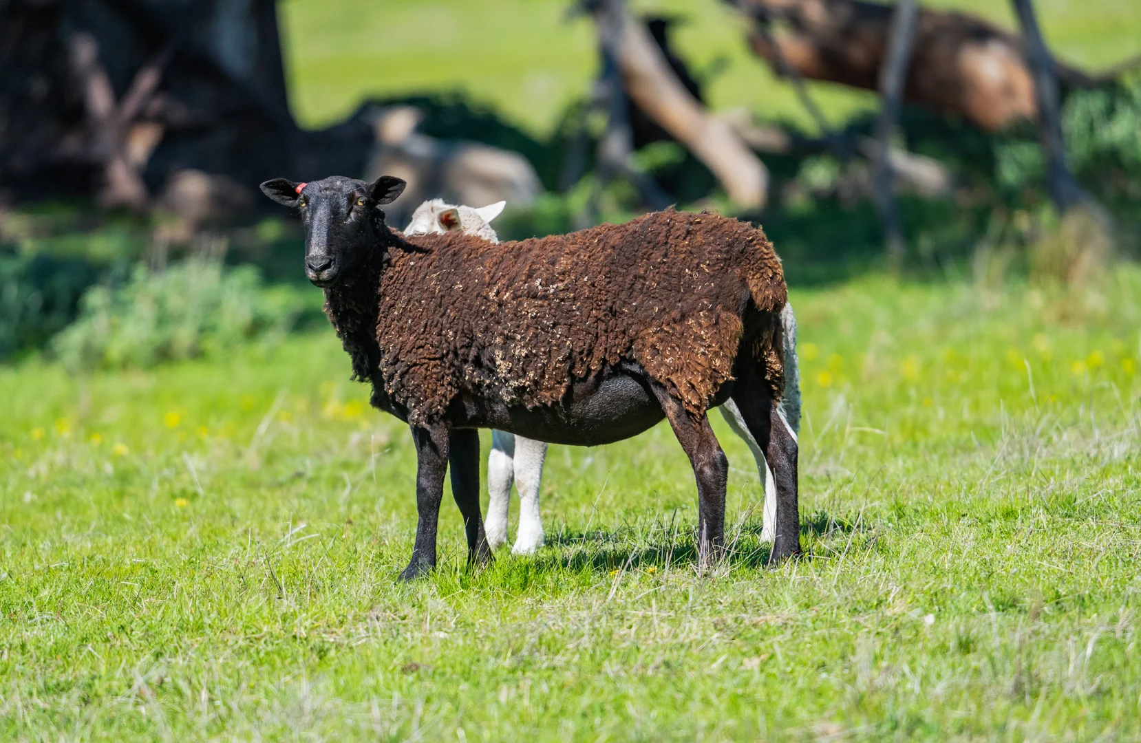 Additional image 22 of . Sanderson Road, Springhurst VIC 3682