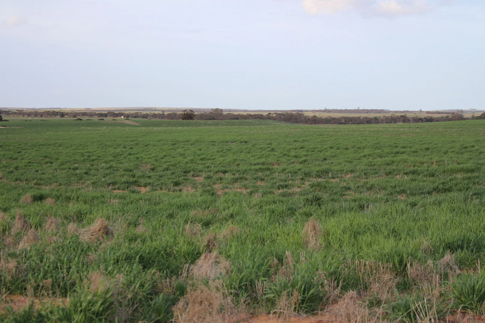 Additional image 6 of Allotment 92 Perponda Road, Karoonda SA 5307