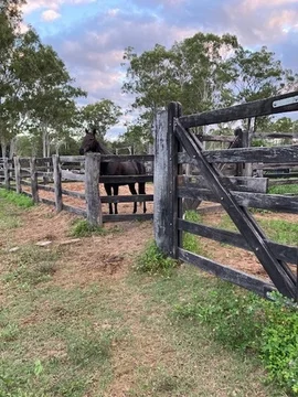 Additional image 24 of 142 PERRY RIVER FARMS RD, Morganville QLD 4671