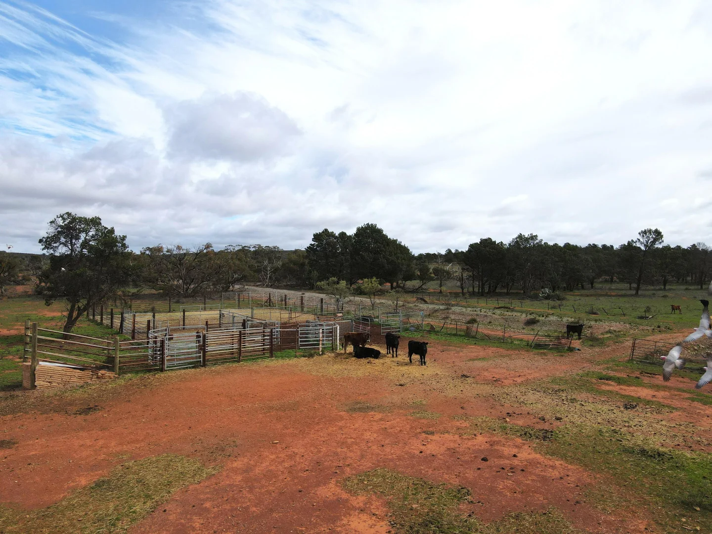 Additional image 11 of "Peechara Hills East Barrier Hwy, Nackara SA 5440