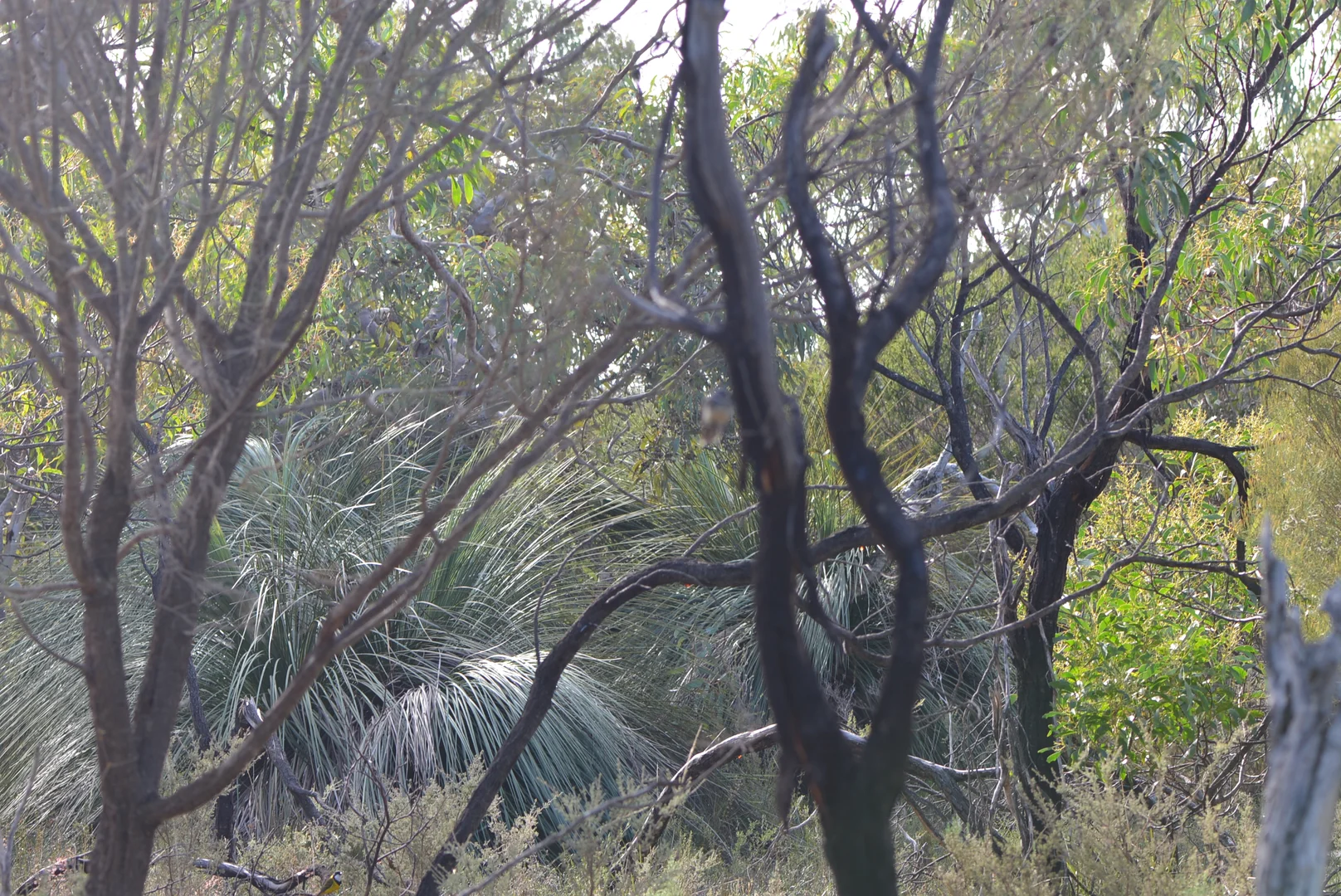 Additional image 88 of 839 Signal Flat Road, Finniss SA 5255