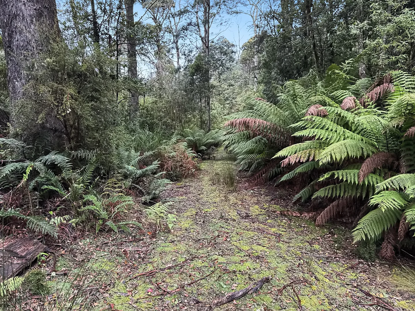 Additional image 6 of PID 7682518 Mount Elephant Road, Gray TAS 7215