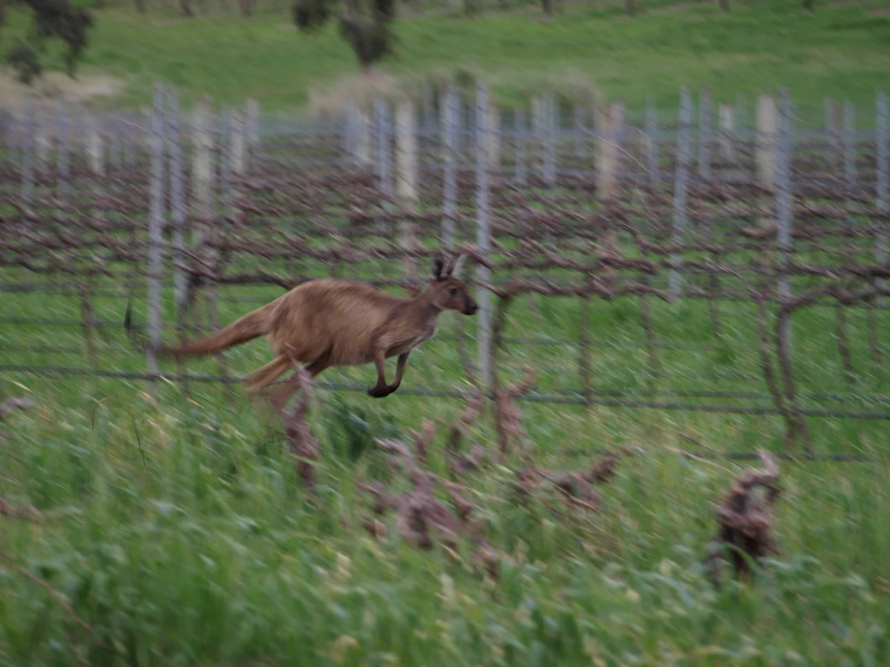 Additional image 9 of Lot 20 Spring Farm Road, Spring Farm SA 5453