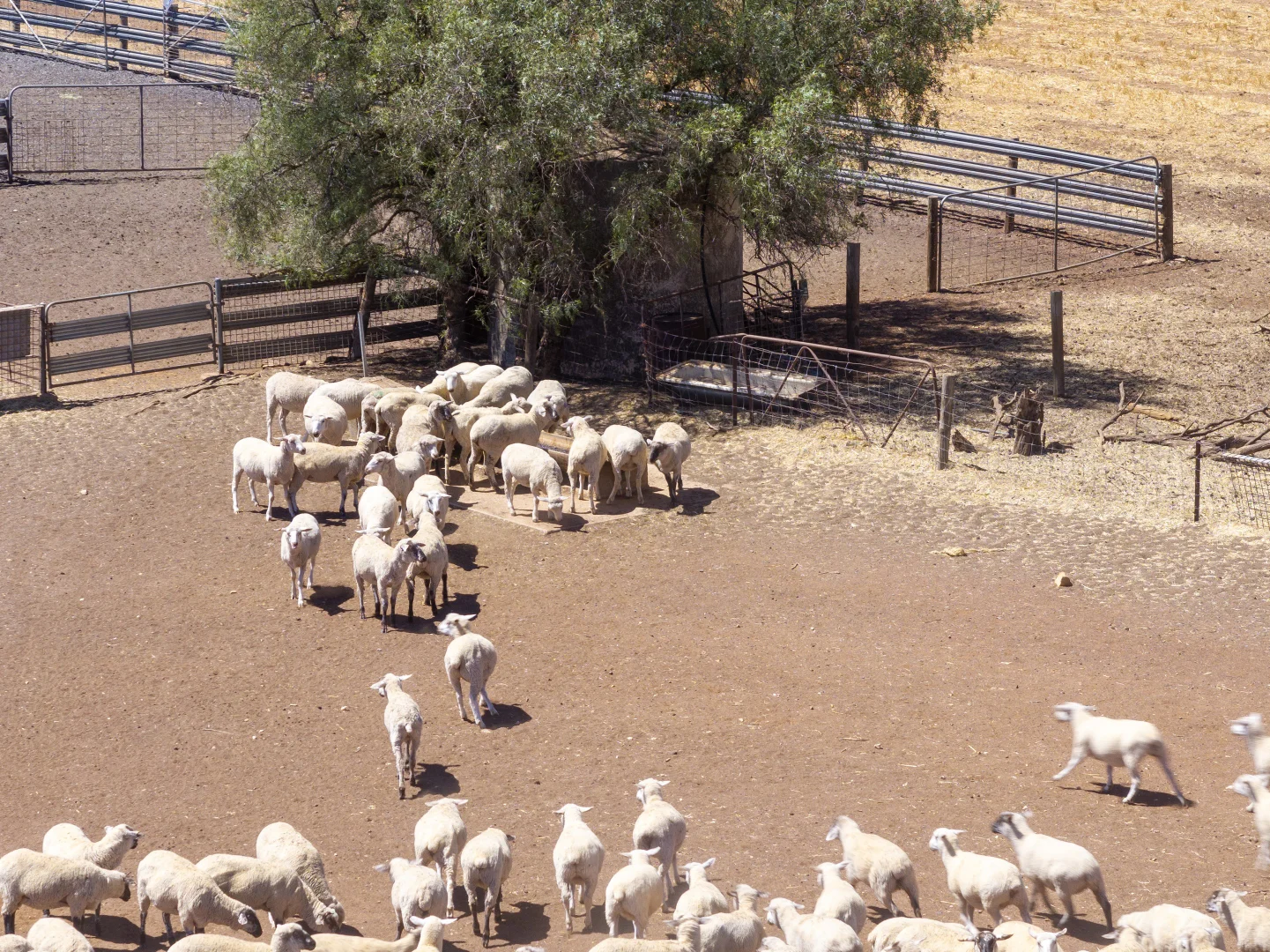Additional image 13 of 'Merilden Feedlot' & 'Brads', Manoora SA 5414