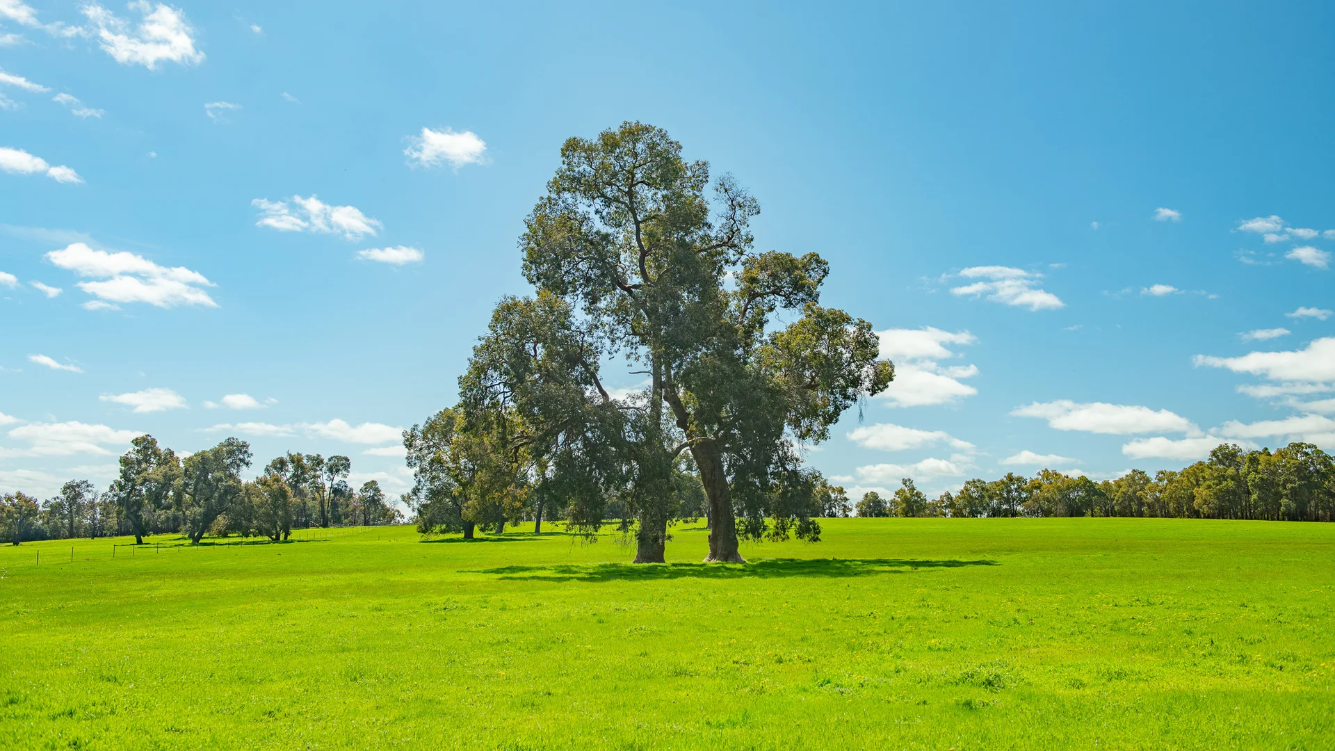 Additional image 6 of The Lakes, 598 Wariin Road, Woottating WA 6562