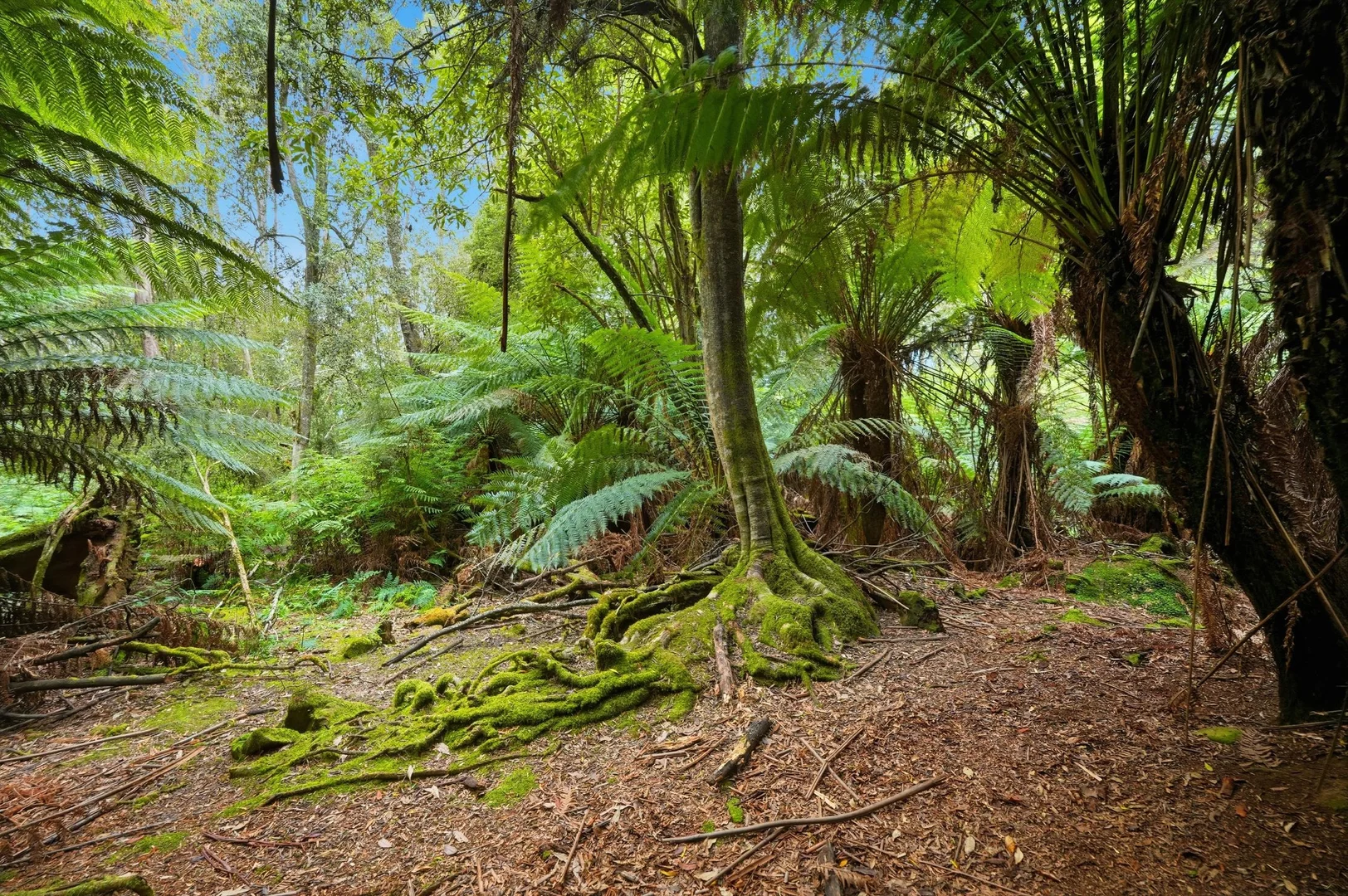 Additional image 5 of 107 Wielangta Road, Kellevie TAS 7176