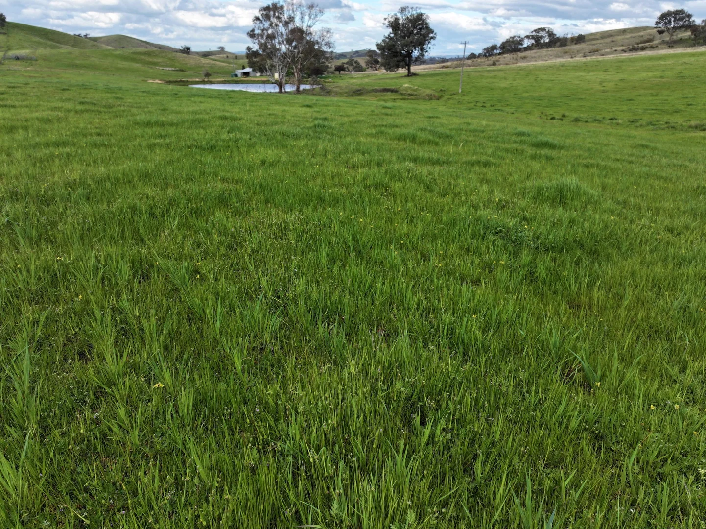 Additional image 7 of 'Rosewood' 850 Pulletop Road, Big Springs NSW 2650