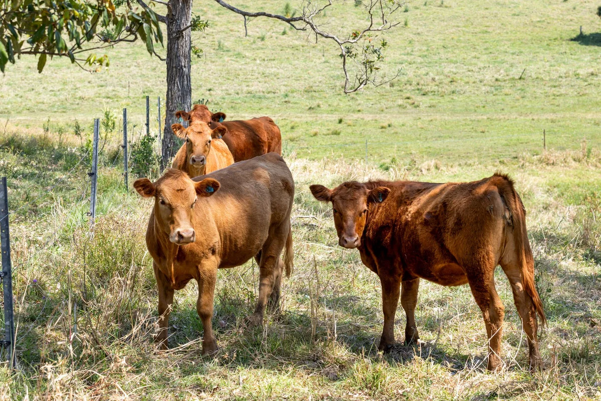 Additional image 27 of 383 Bice Road, Leycester NSW 2480