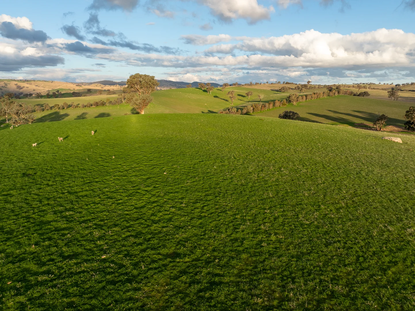 Additional image 30 of 1507 Pine Mount Road, Woodstock NSW 2793