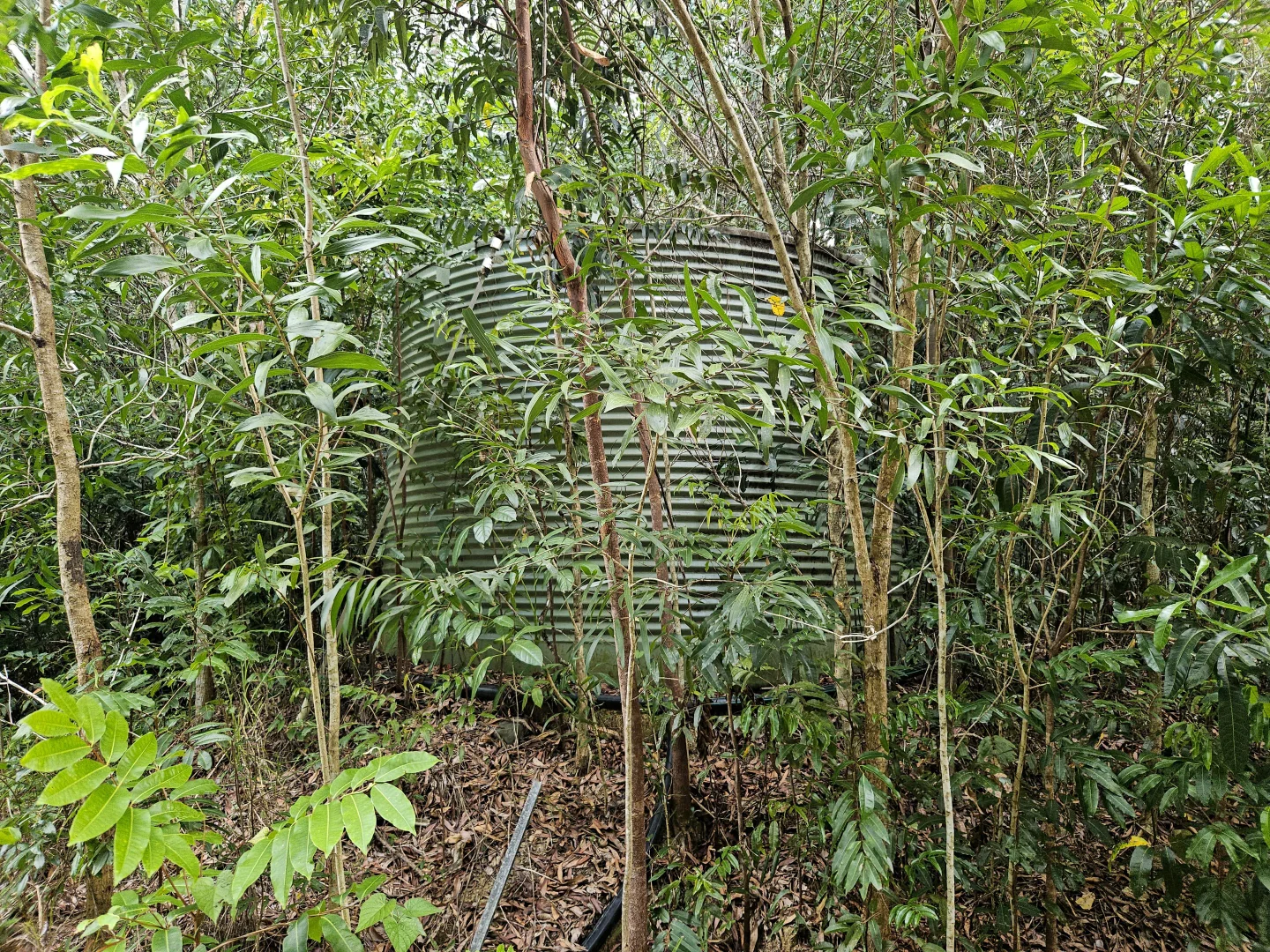 Additional image 6 of 2401 Rossville Bloomfield Road, Bloomfield QLD 4895