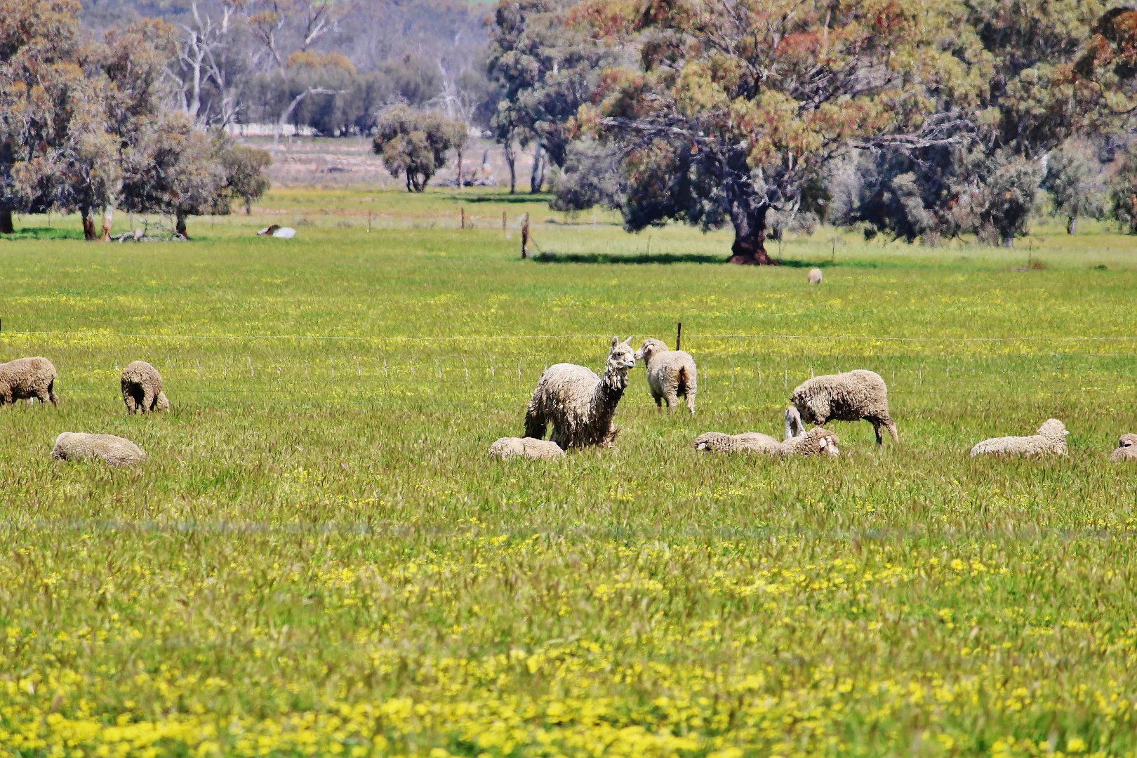Additional image 3 of 256 WAGIN-DUMBLEYUNG ROAD, Wagin WA 6315