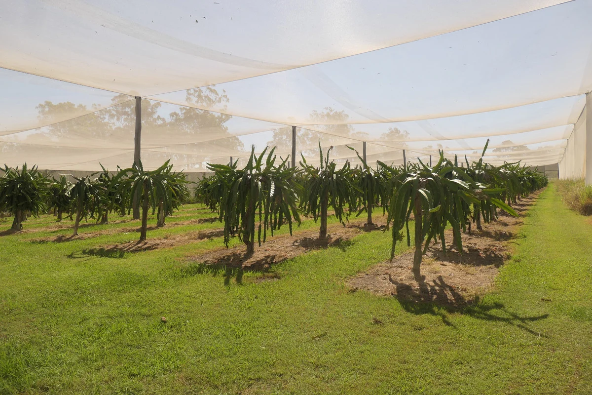 Additional image 14 of Bulldog NSW 2469