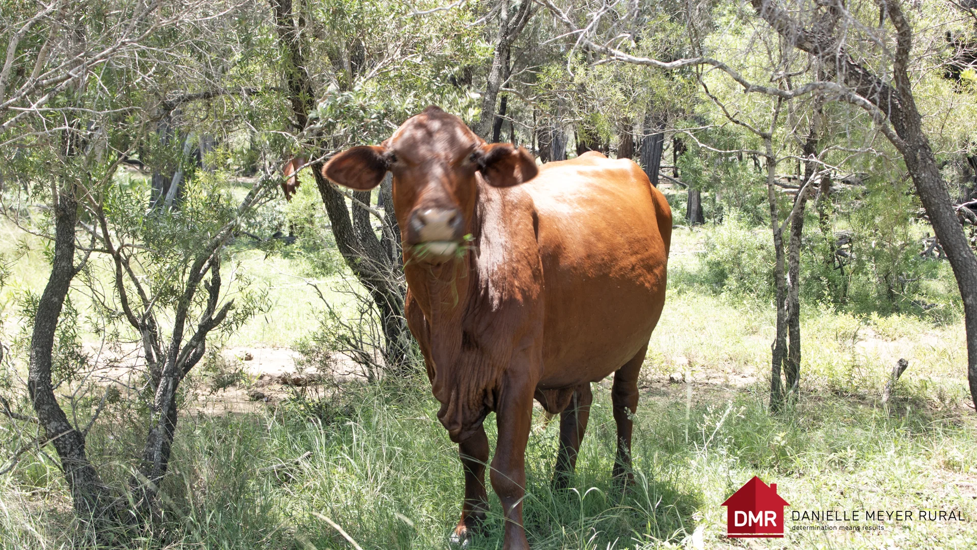 Additional image 54 of 8 Screening Plant Road, Cynthia QLD 4627