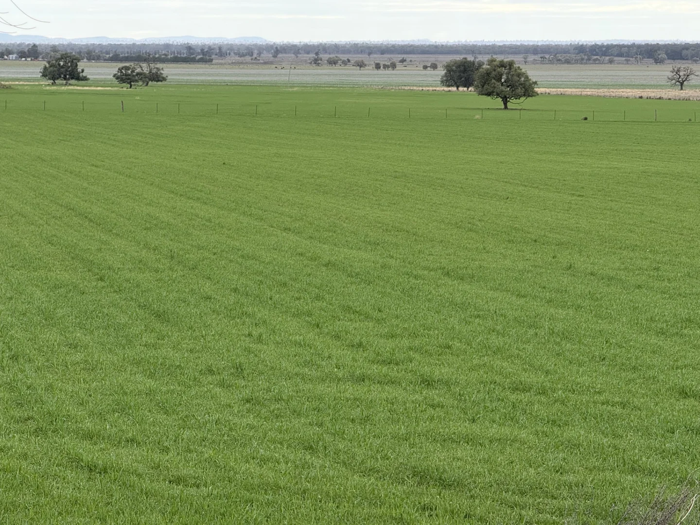 Additional image 12 of 877 Mount Tallabung Road, Forbes NSW 2871