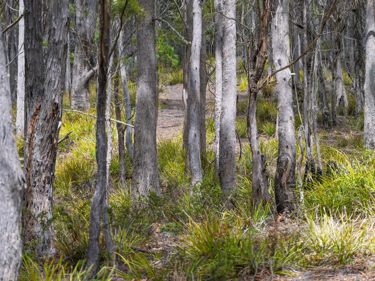 Additional image 10 of PID 6409528 Esk Main Road, St Marys TAS 7215