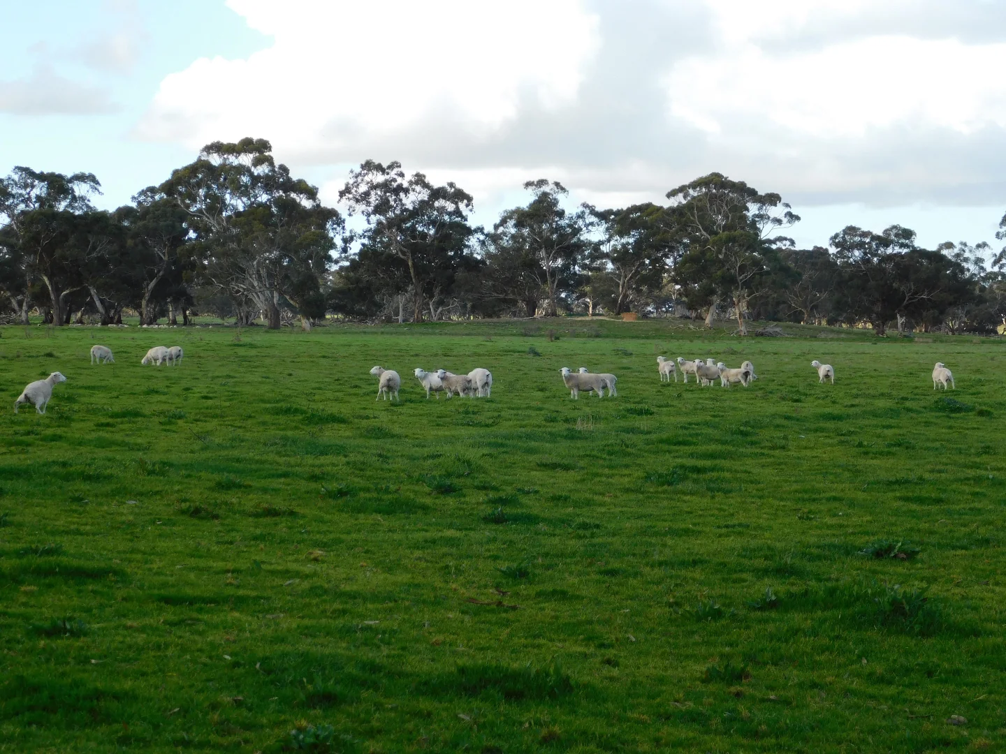 Additional image 9 of 1878 Cannawigara Road, Bordertown SA 5268