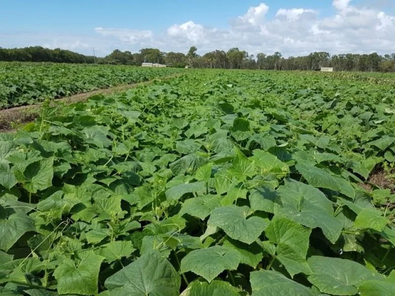 Additional image 15 of 190 Riverview Road, Calavos QLD 4670