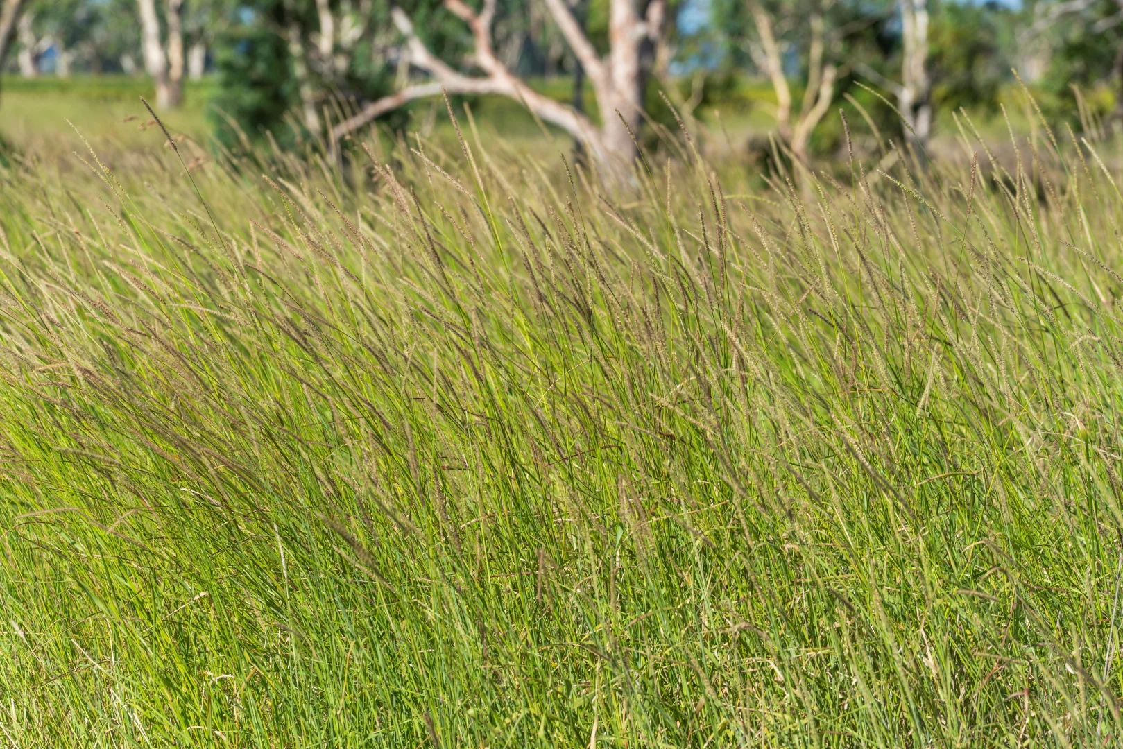 Additional image 13 of 1989 Millmerran Leyburn Road, Tummaville QLD 4352