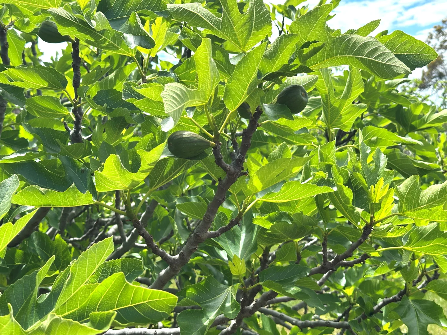 Additional image 21 of 59 Williams Street, Boyup Brook WA 6244