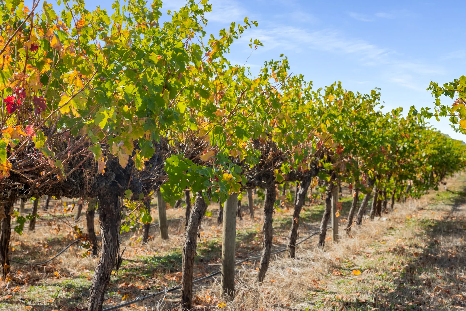 Additional image 49 of 14687 Riddoch Hwy, Coonawarra SA 5263