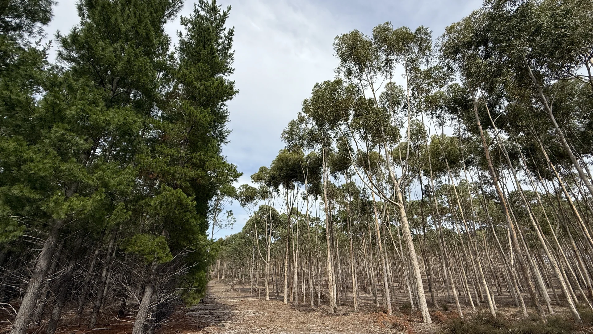 Additional image 15 of Lot 1 Jim Ryans Road, Edenhope VIC 3318