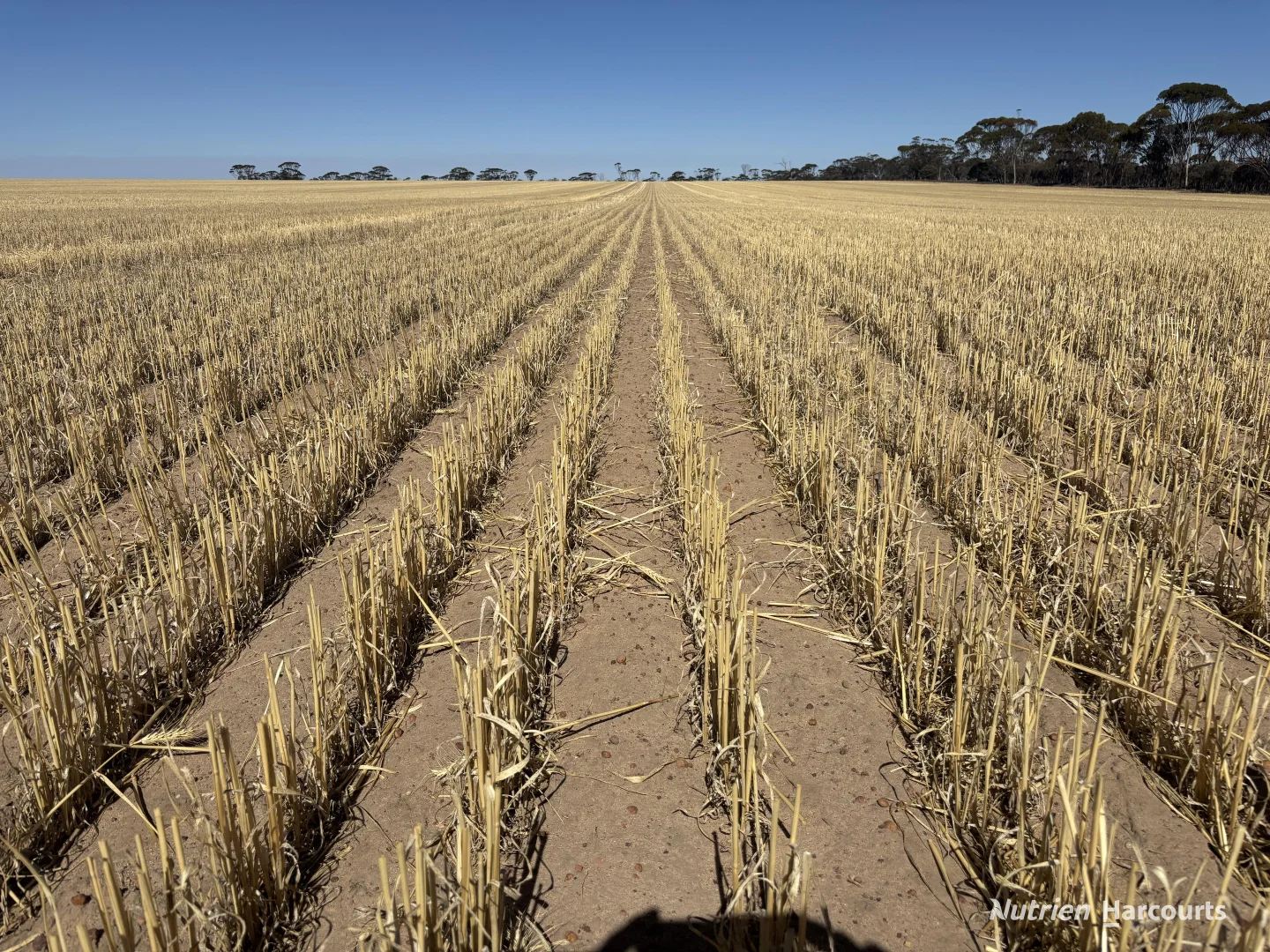 Additional image 13 of . 'Scotts', Yelbeni WA 6487