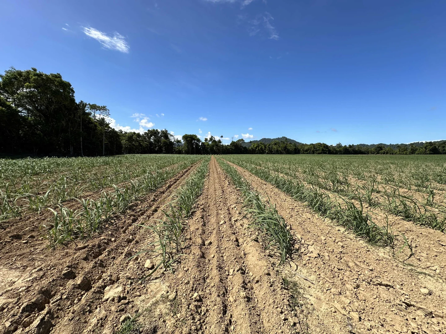 Additional image 5 of East Feluga QLD 4854