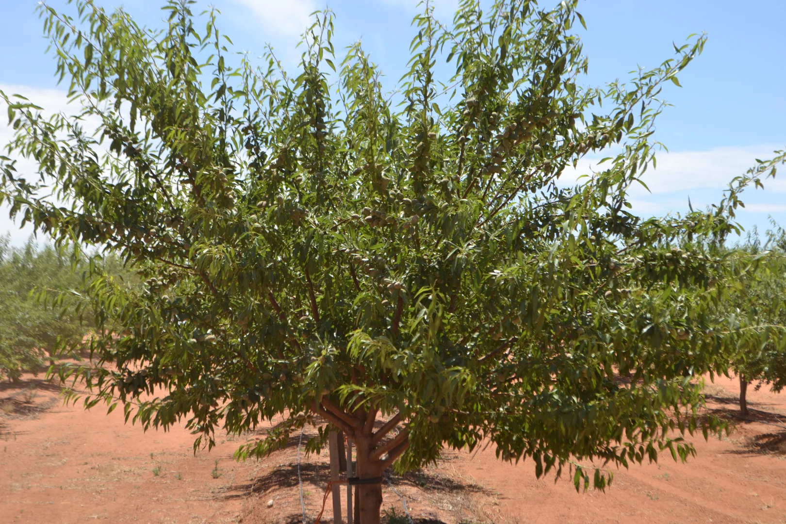 Additional image 10 of 971 Wilga Road, Red Cliffs VIC 3496