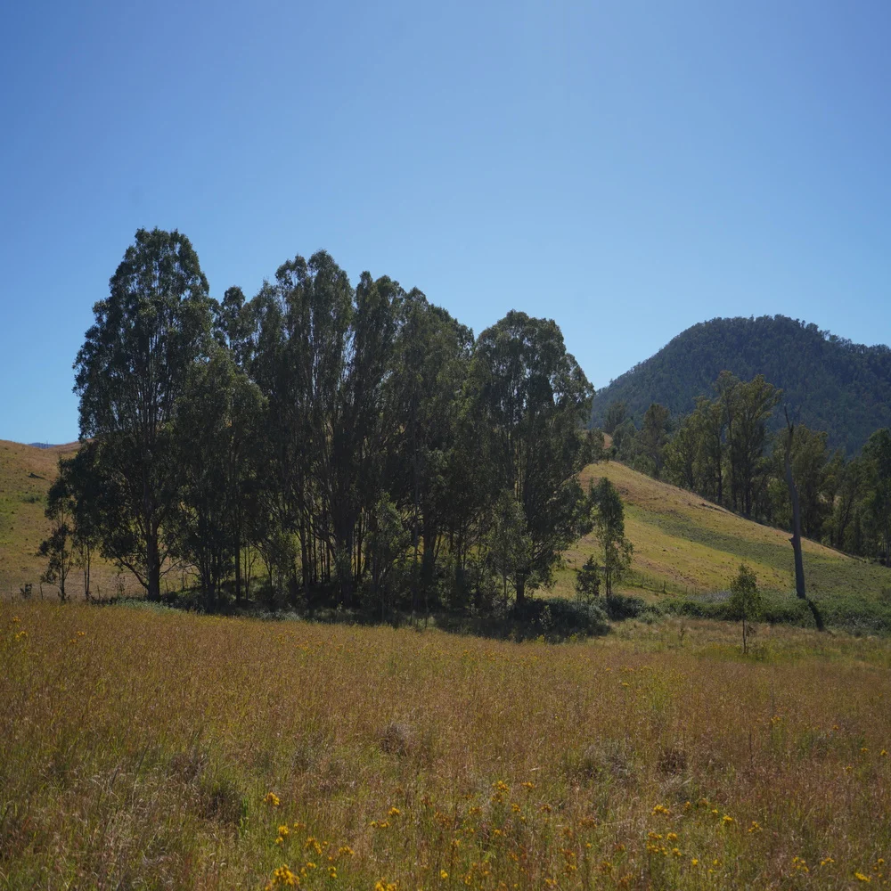 Additional image 6 of 3/1076 Neringla Road, Braidwood NSW 2622