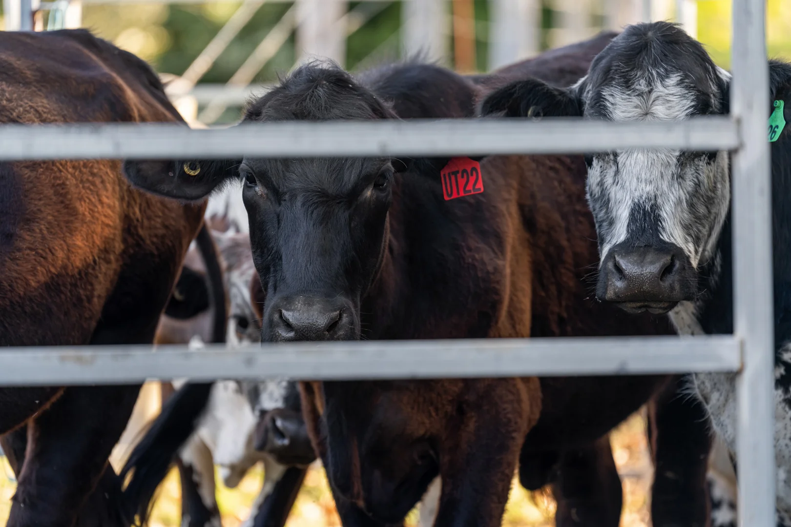 Additional image 22 of 134 Tunba Ct, Cooroy Mountain QLD 4563