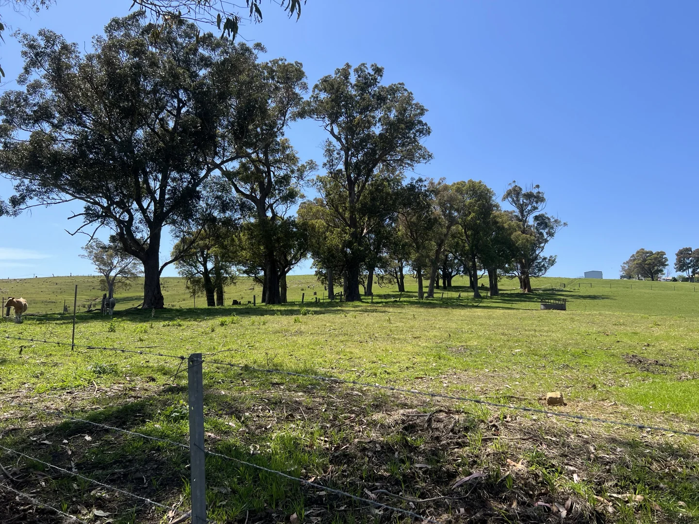 Additional image 6 of Lot 1/389 Princes Highway, Orbost VIC 3888