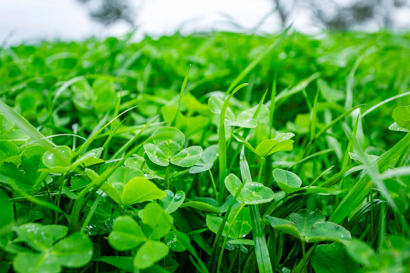 Additional image 3 of 3155 Casterton-Edenhope Road, Chetwynd VIC 3312