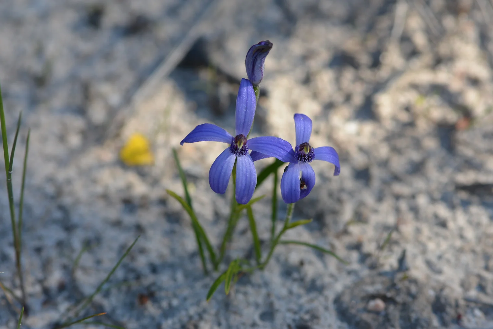Additional image 25 of 839 Signal Flat Road, Finniss SA 5255