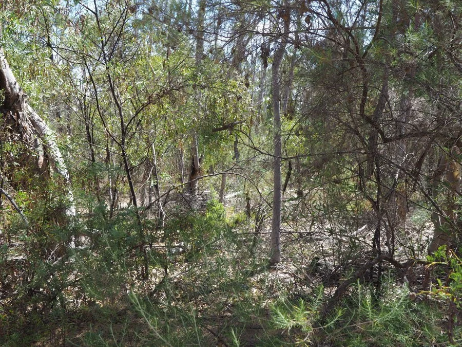 Additional image 9 of Lot 23 Melrose Estate Road, Warialda NSW 2402